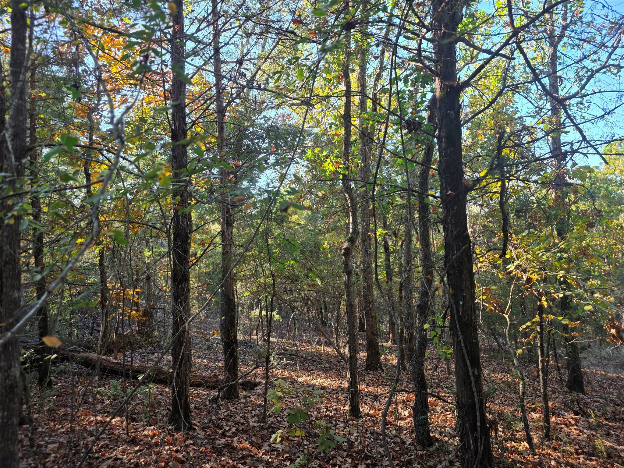 Lot 466 Cr-4710 Larue TX 75770