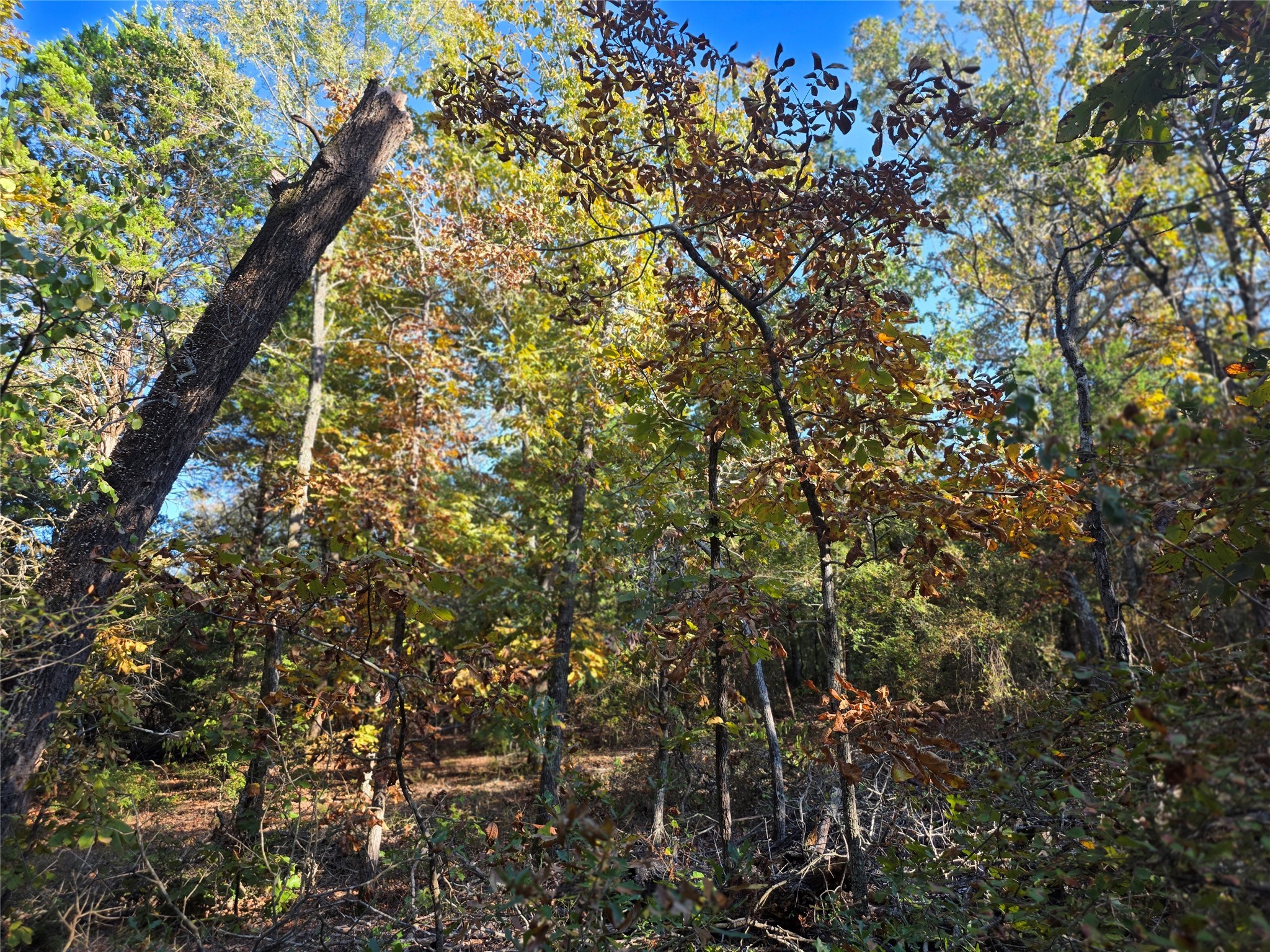 Lot 466 Cr-4710 Larue TX 75770