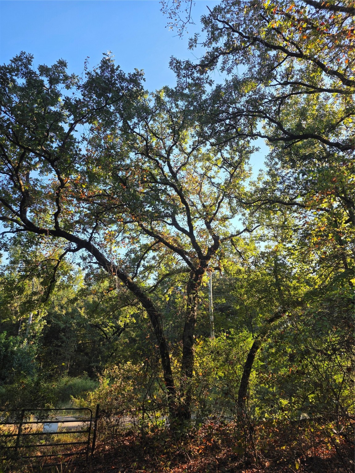 Lot 466 Cr-4710 Larue TX 75770