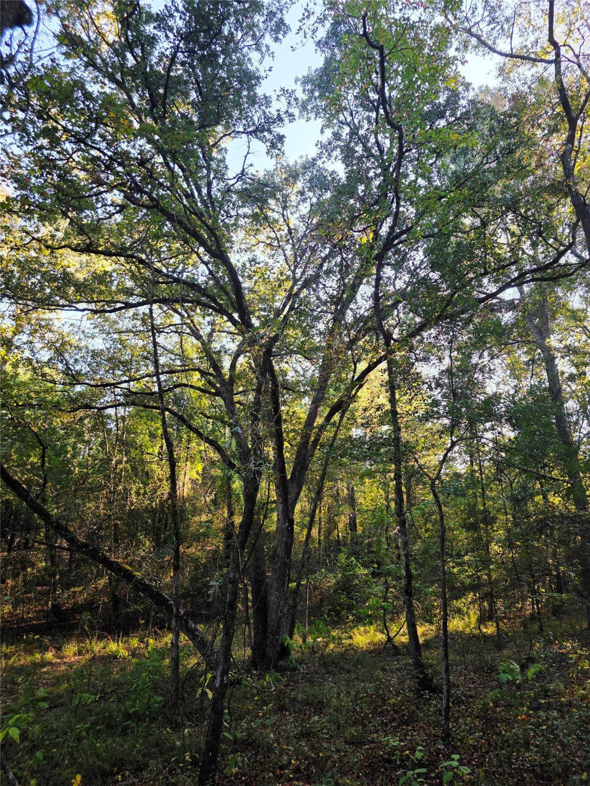 Lot 466 Cr-4710 Larue TX 75770