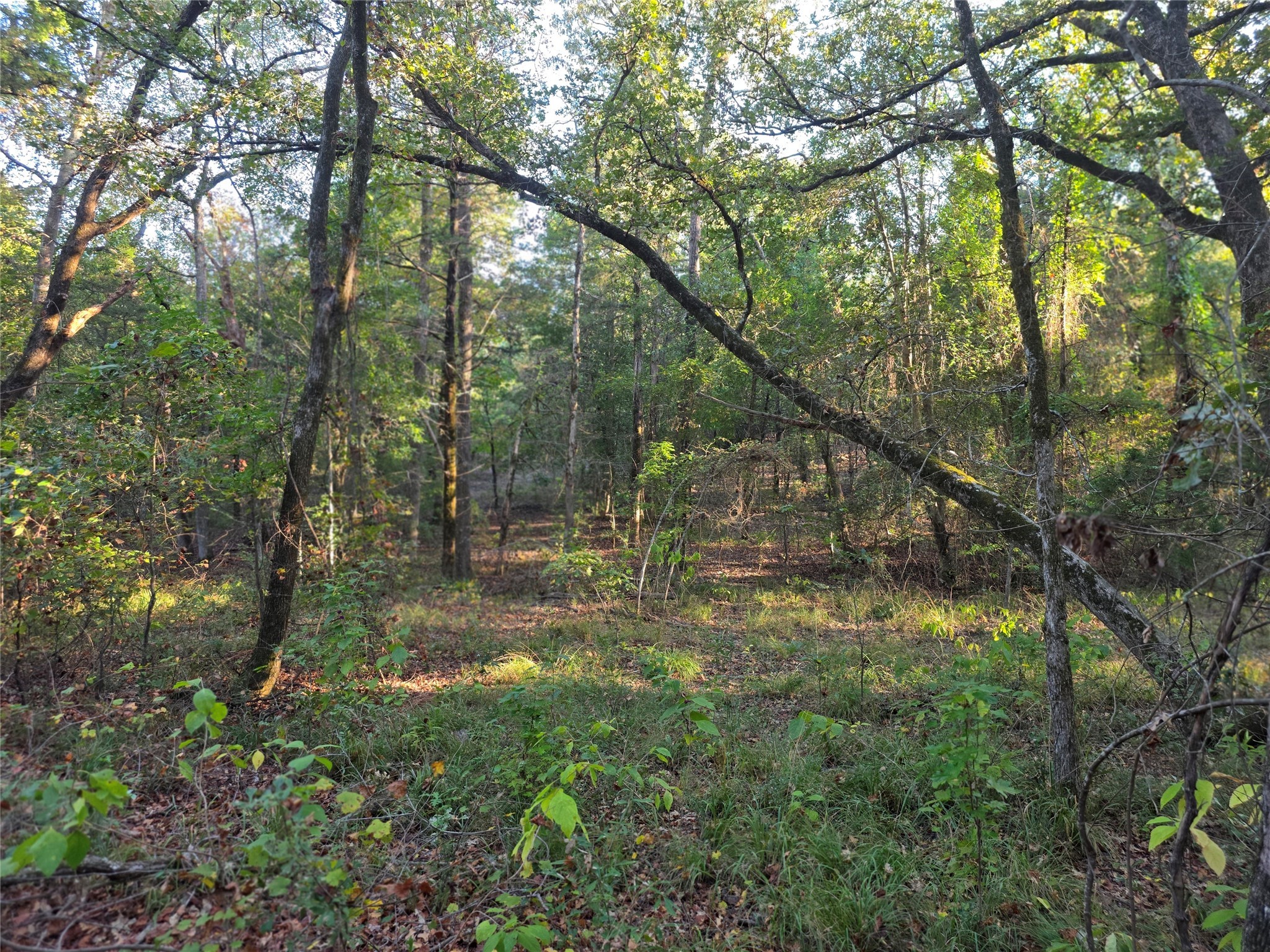 Lot 466 Cr-4710 Larue TX 75770