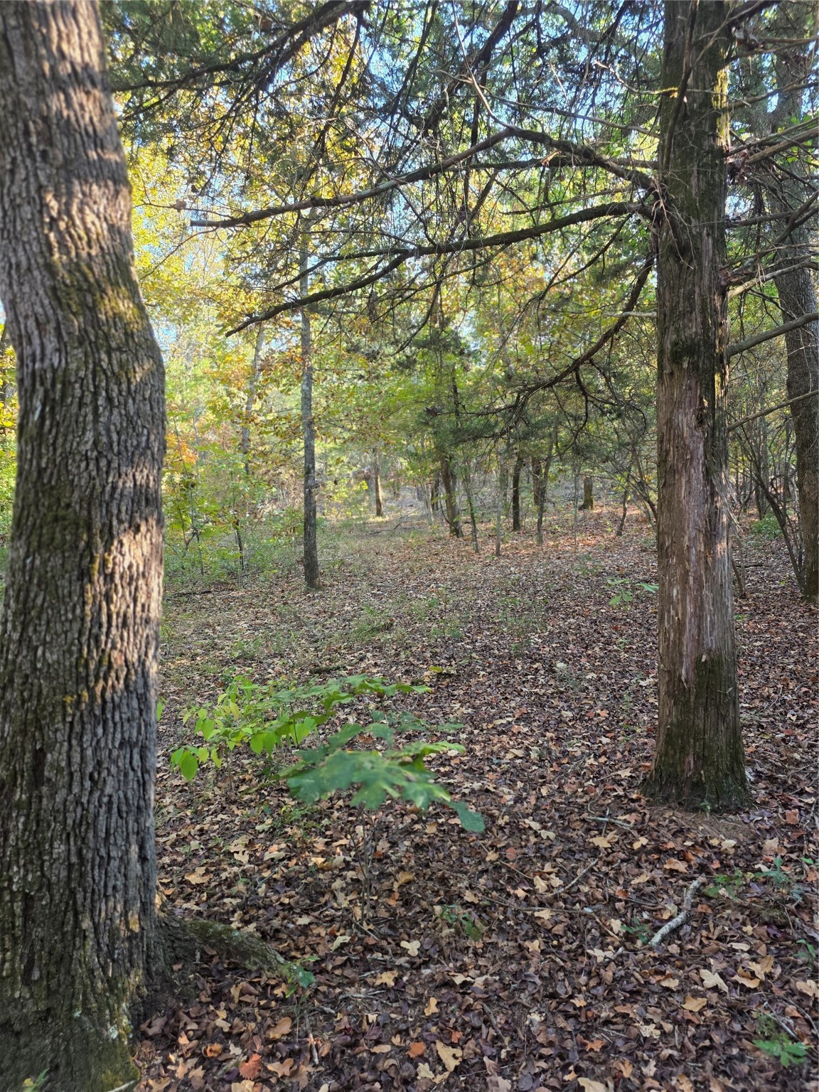Lot 466 Cr-4710 Larue TX 75770