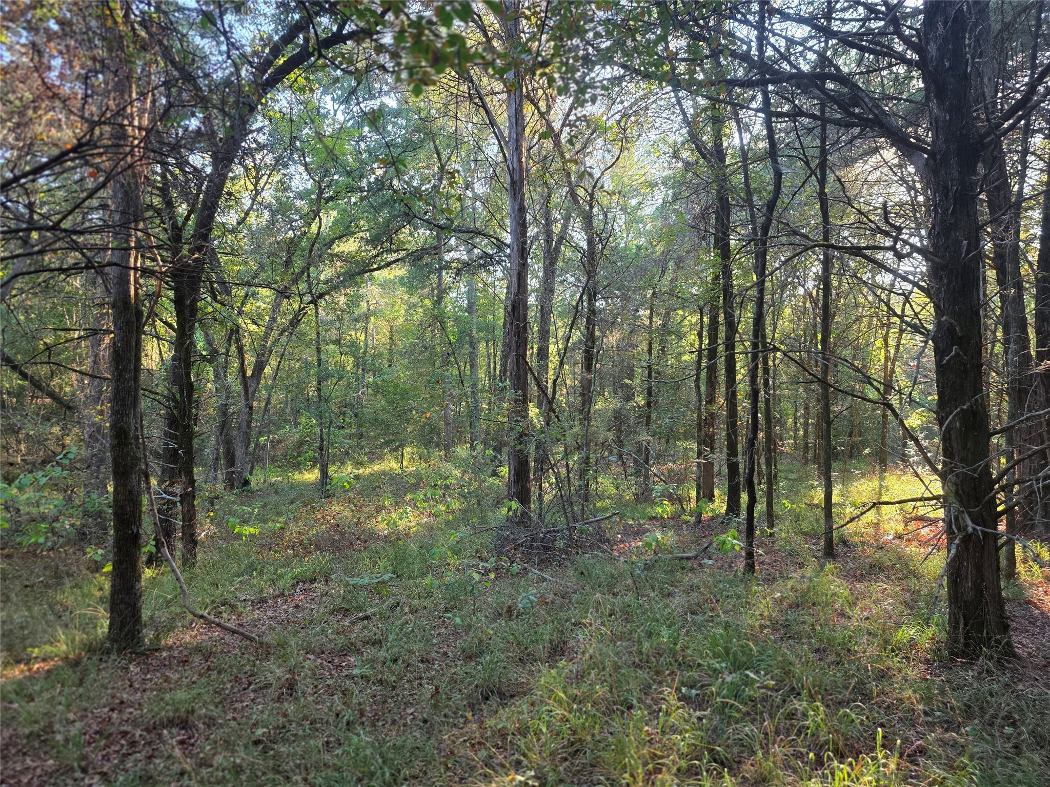 Lot 466 Cr-4710 Larue TX 75770