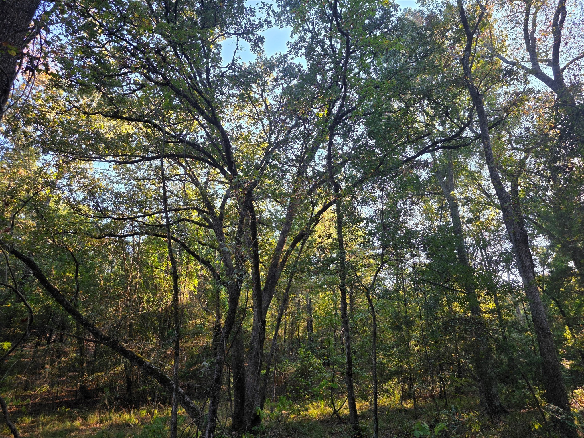 Lot 466 Cr-4710 Larue TX 75770