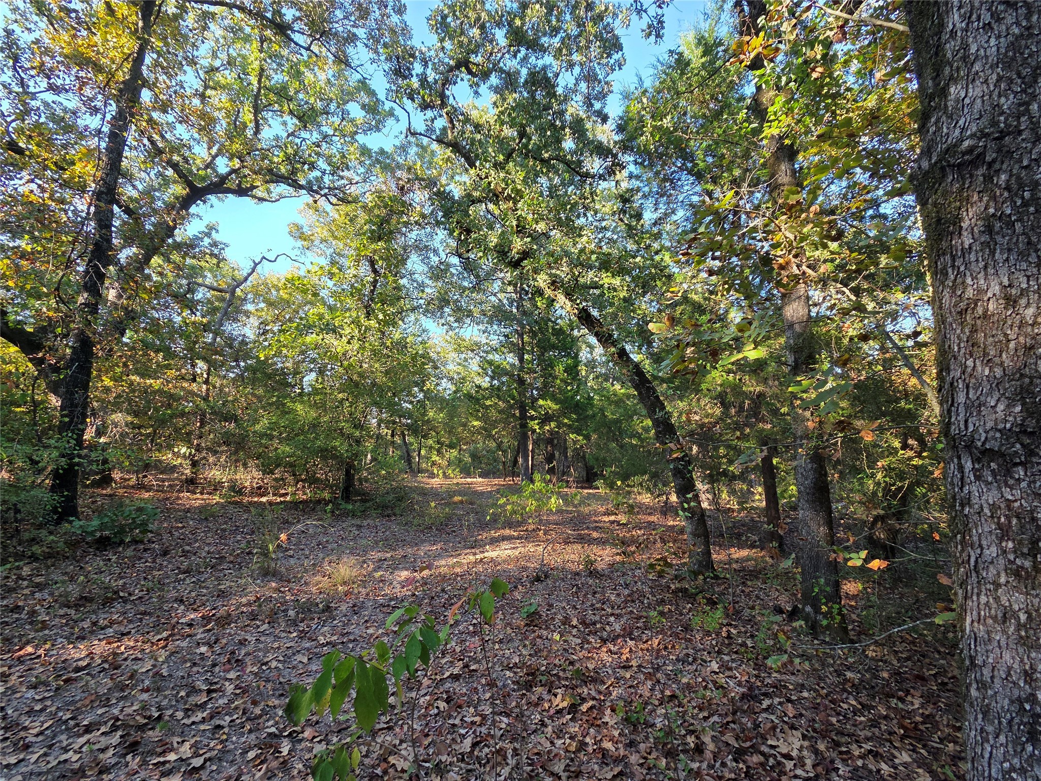 Lot 466 Cr-4710 Larue TX 75770