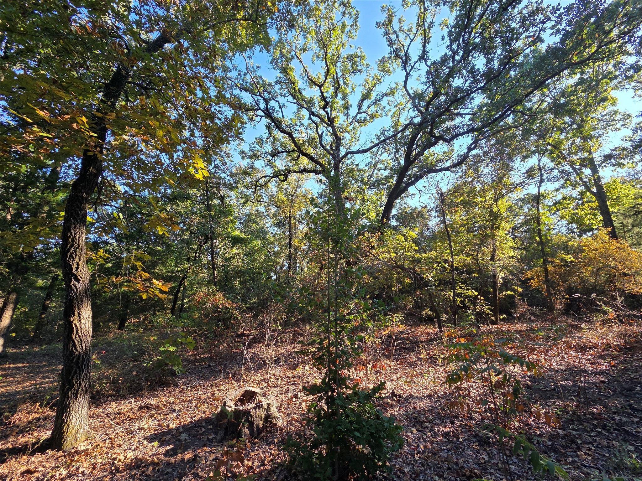 Lot 466 Cr-4710 Larue TX 75770