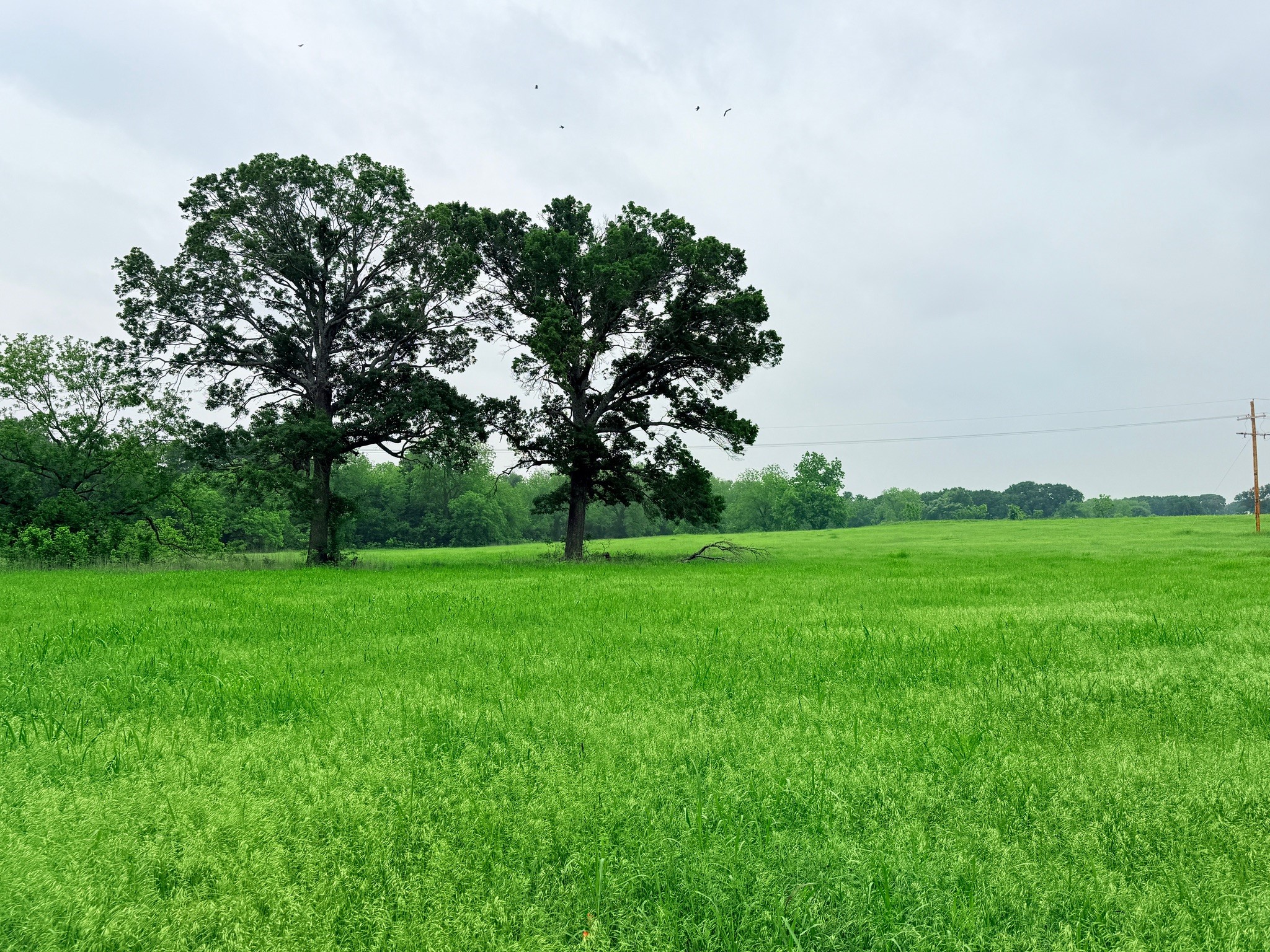 20 Acres Gathings Avenue Covington TX 76636