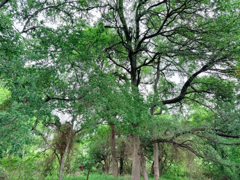 20 Acres Gathings Avenue Covington TX 76636