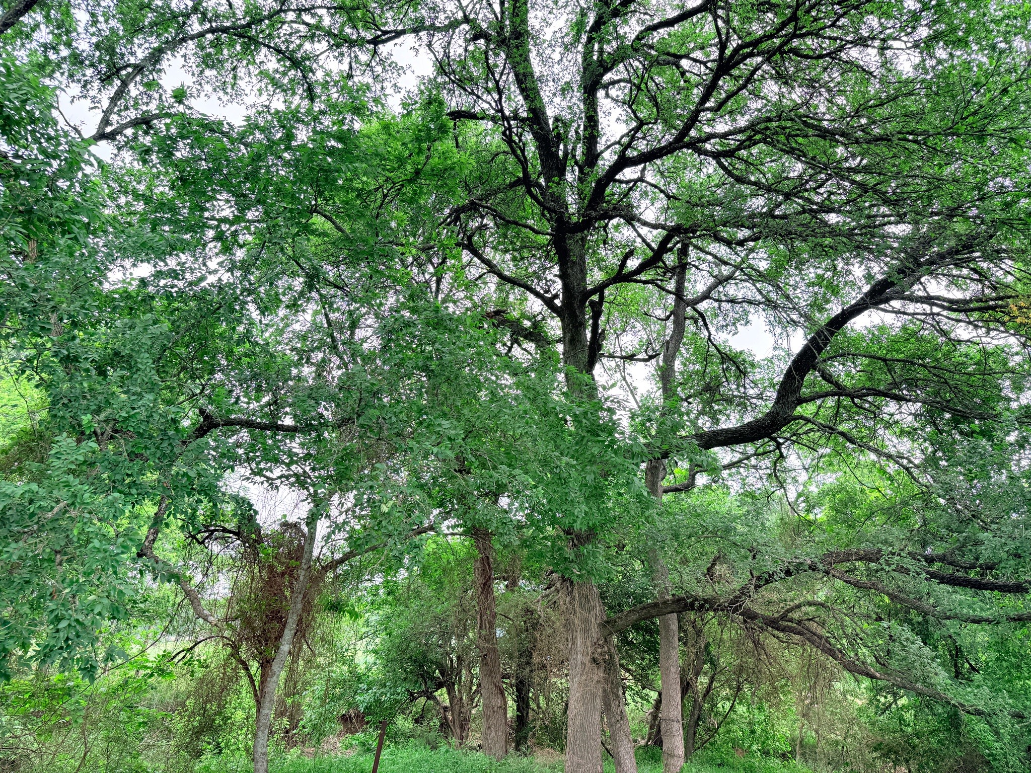 20 Acres Gathings Avenue Covington TX 76636