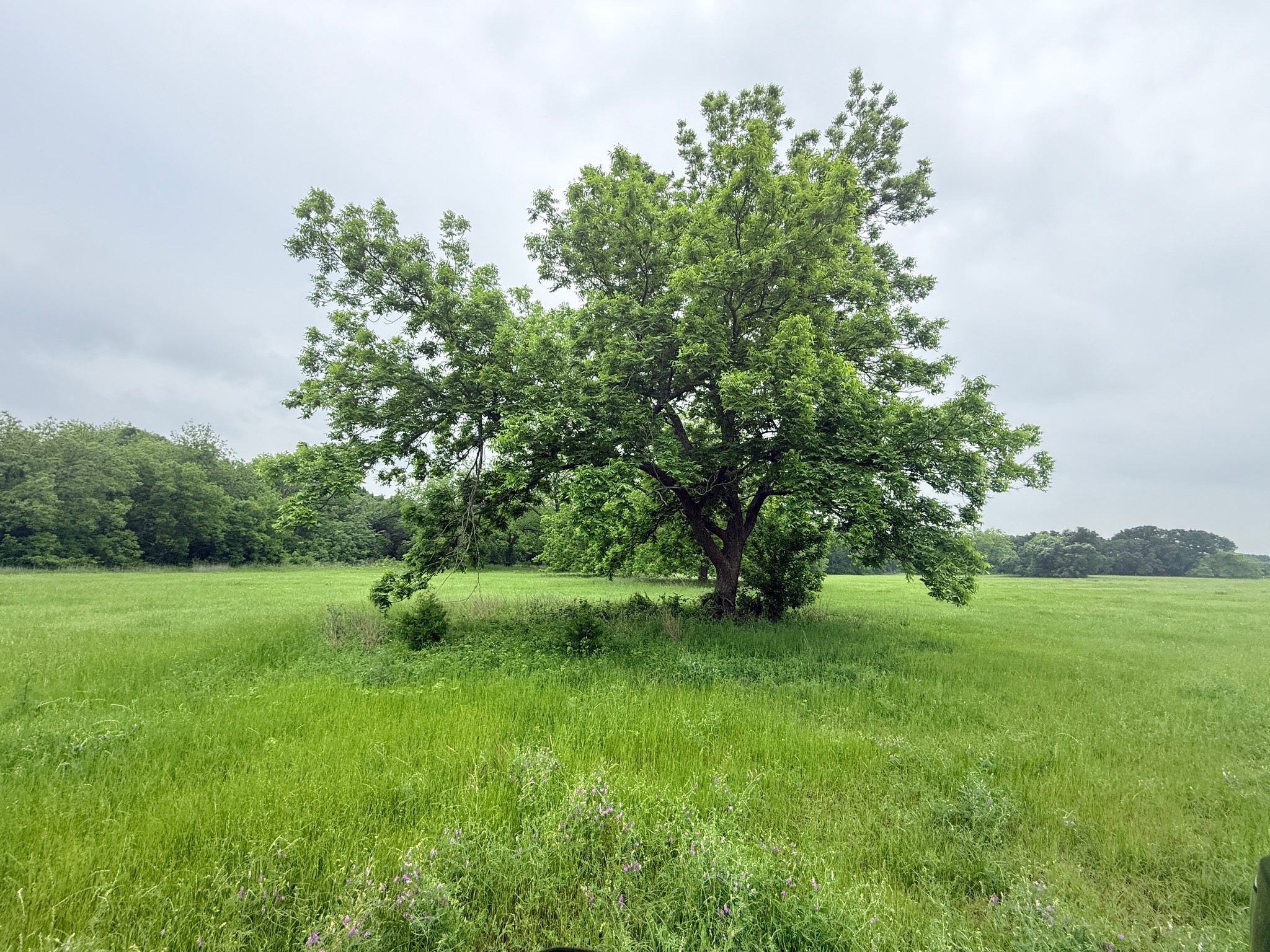 20 Acres Gathings Avenue Covington TX 76636