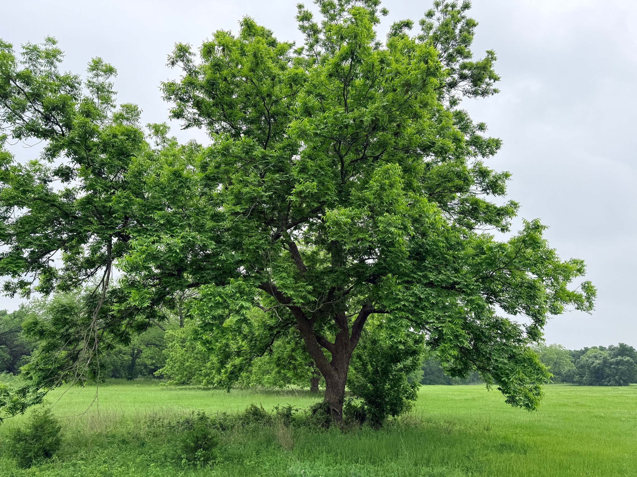 20 Acres Gathings Avenue Covington TX 76636