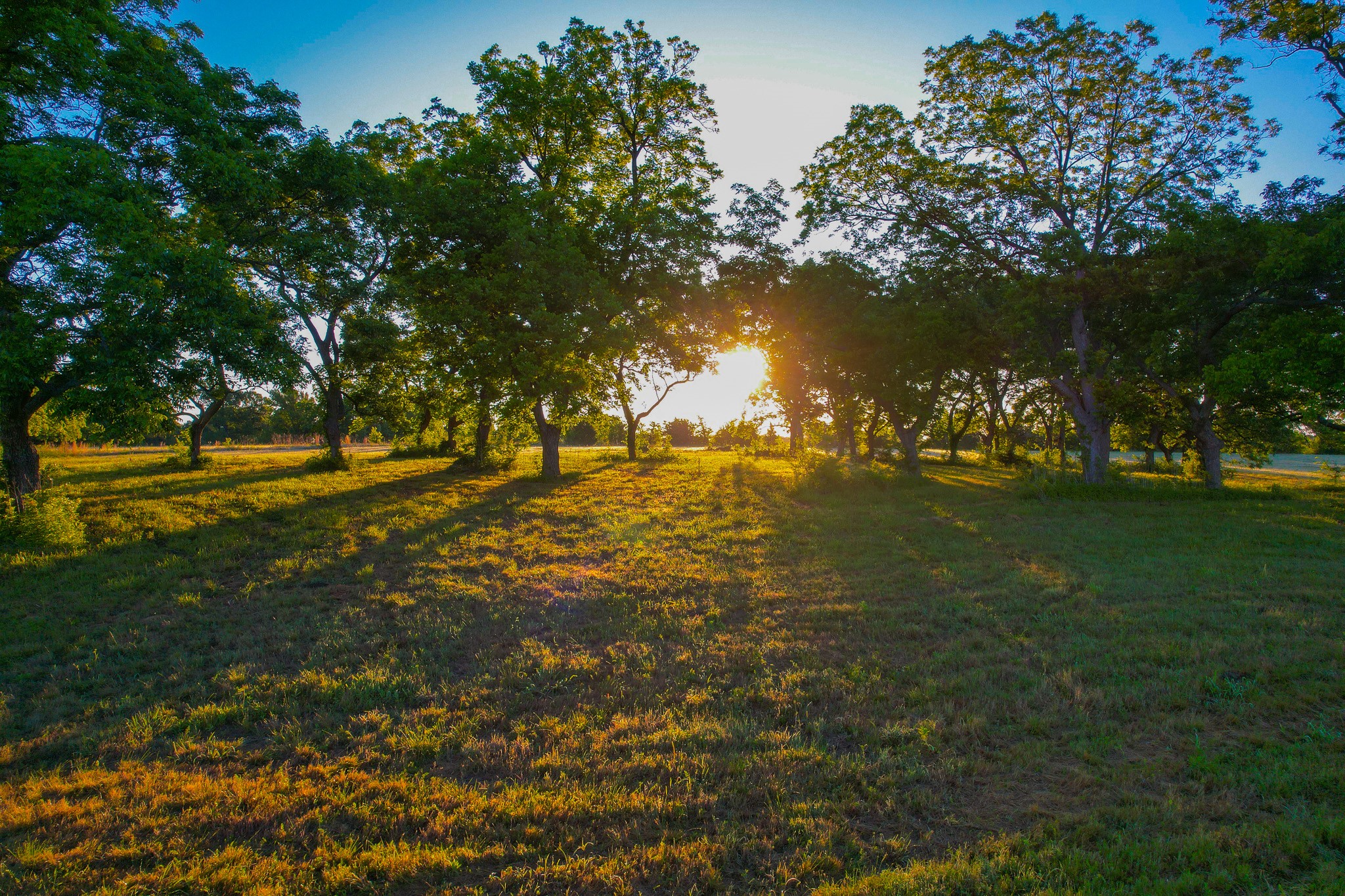2000 County Road 2950 Dodd City TX 75438