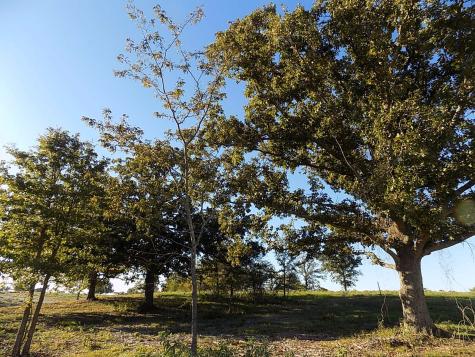 Lot 14 Anglers Point Drive Emory TX 75440
