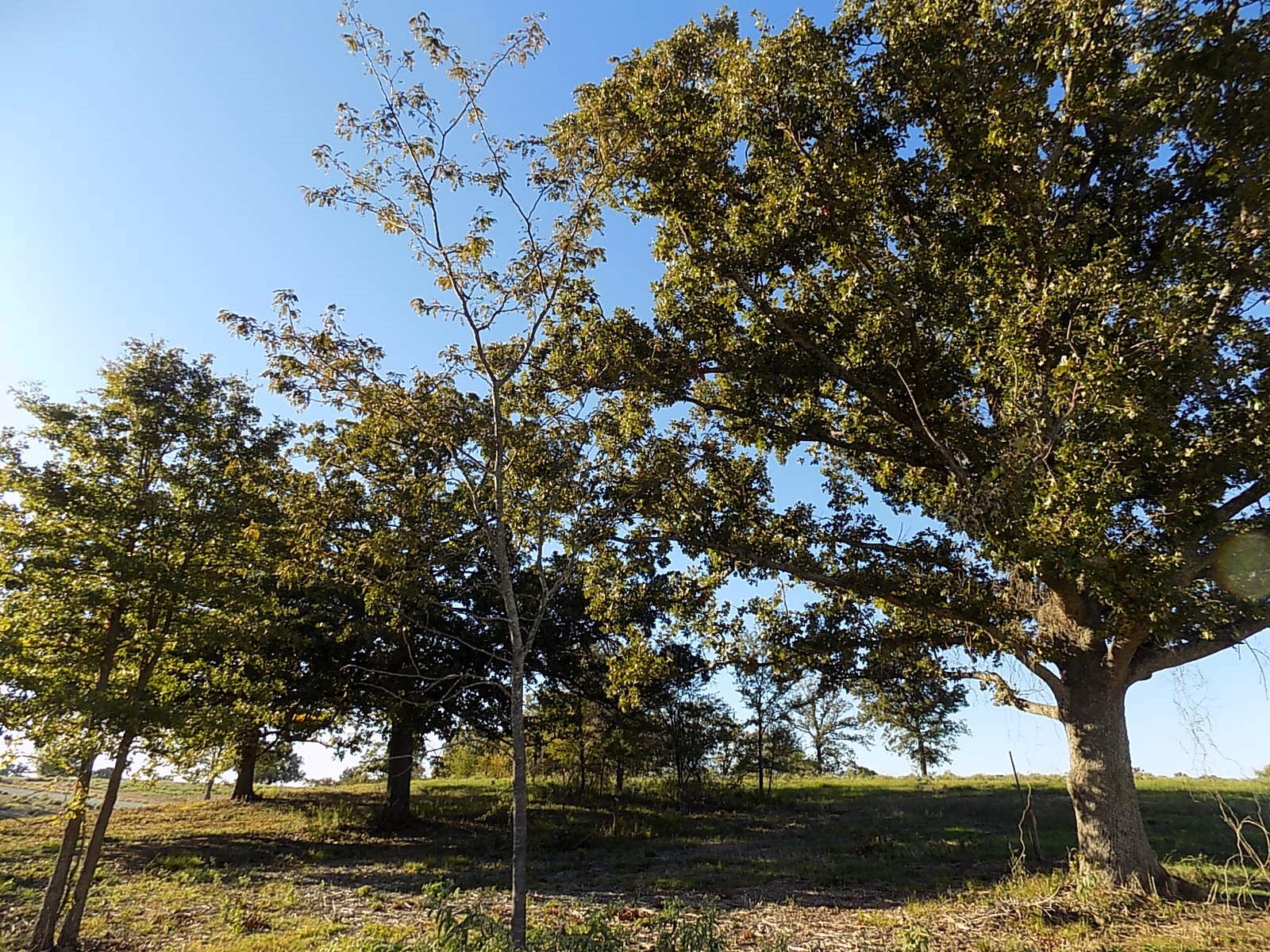 Lot 14 Anglers Point Drive Emory TX 75440