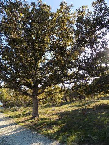 Lot 14 Anglers Point Drive Emory TX 75440