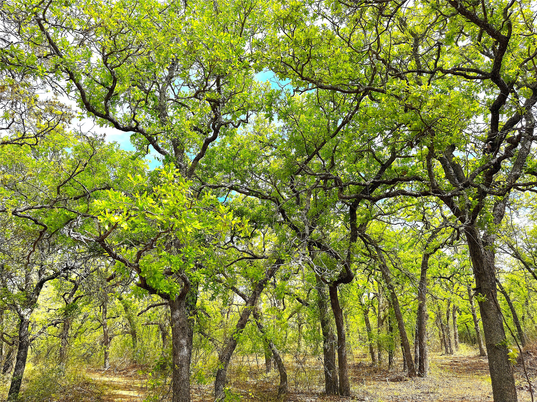 Tbd Turpin Lake Road Poolville TX 76487