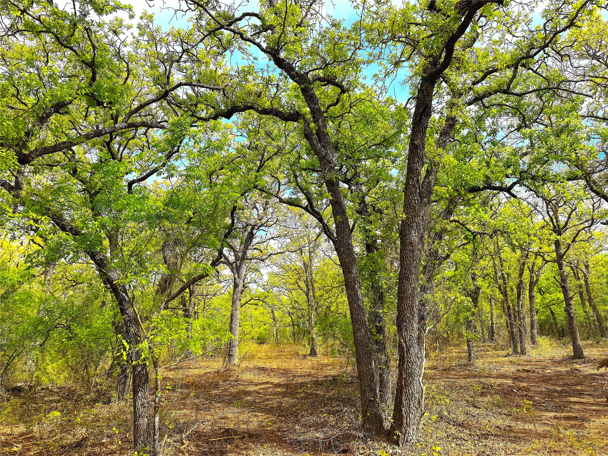 Tbd Turpin Lake Road Poolville TX 76487