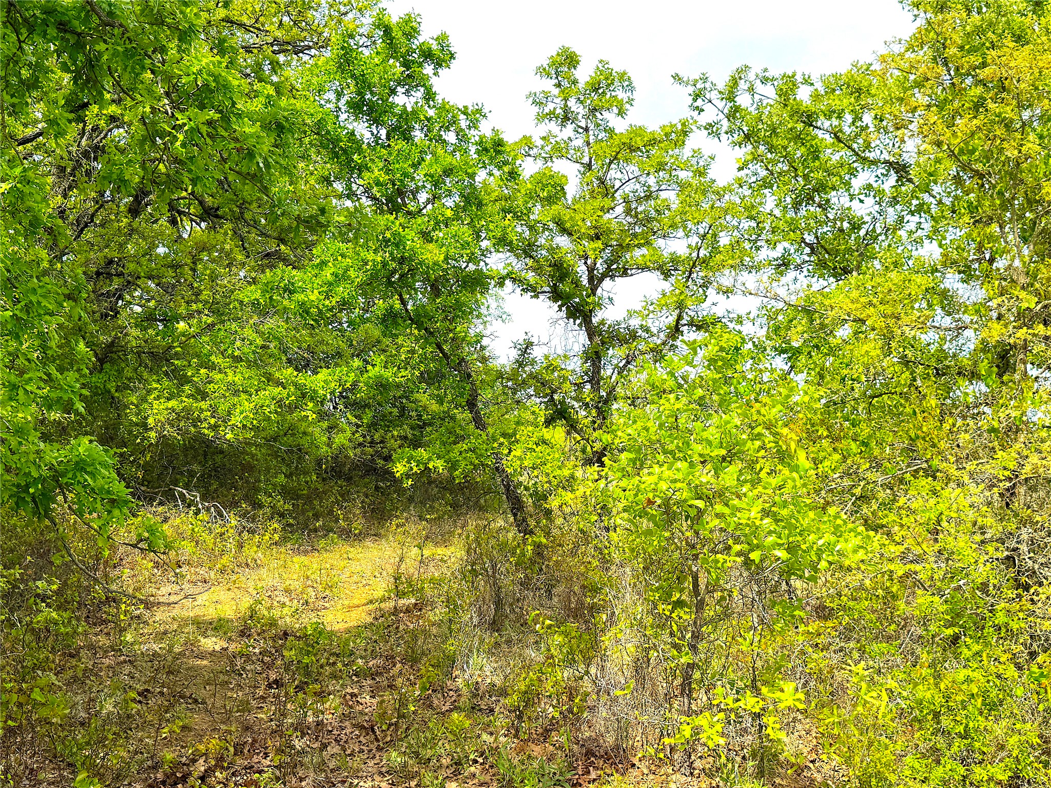 Tbd Turpin Lake Road Poolville TX 76487