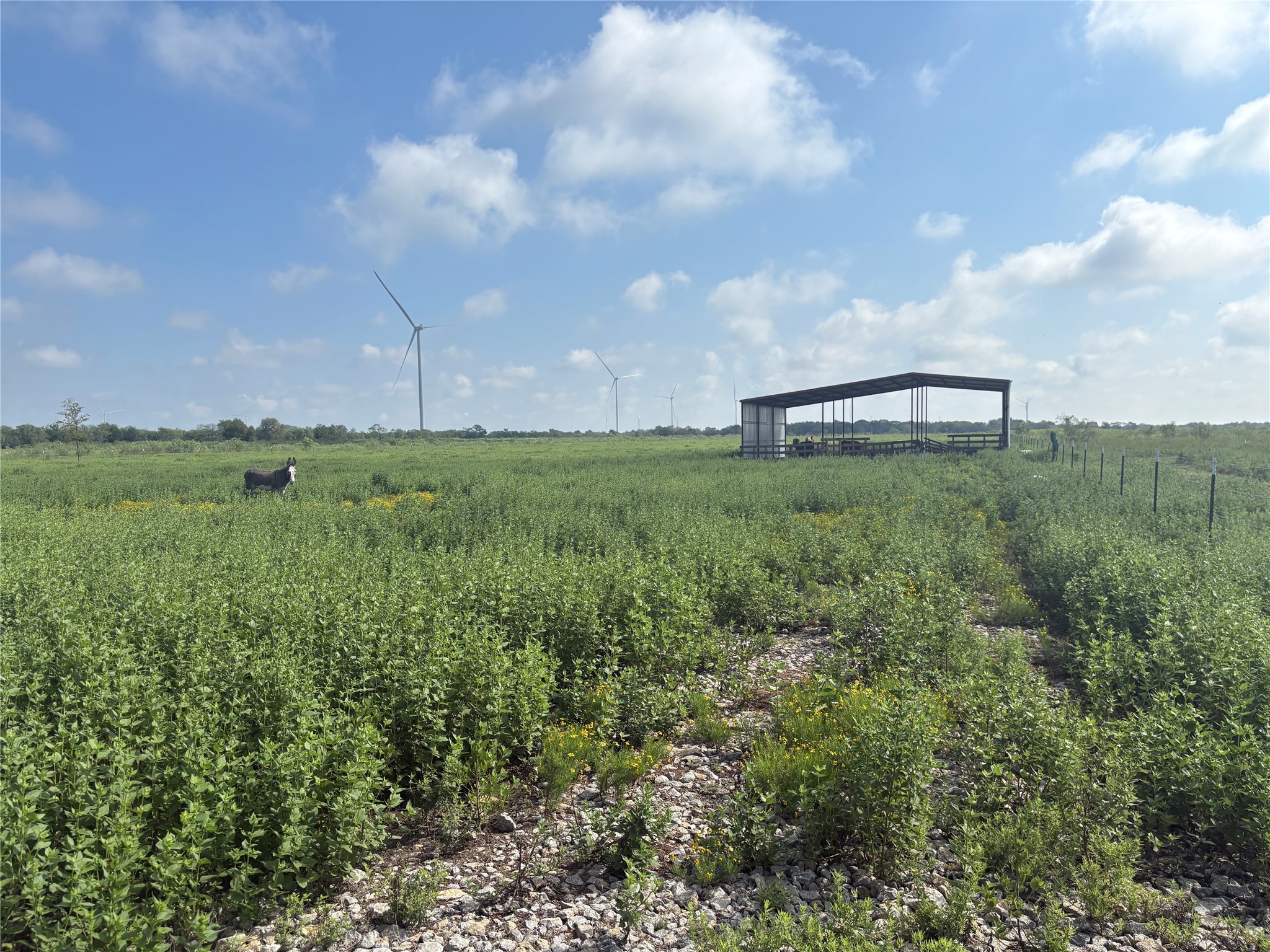 Tbd 000 Fm 1838 Dawson TX 76639