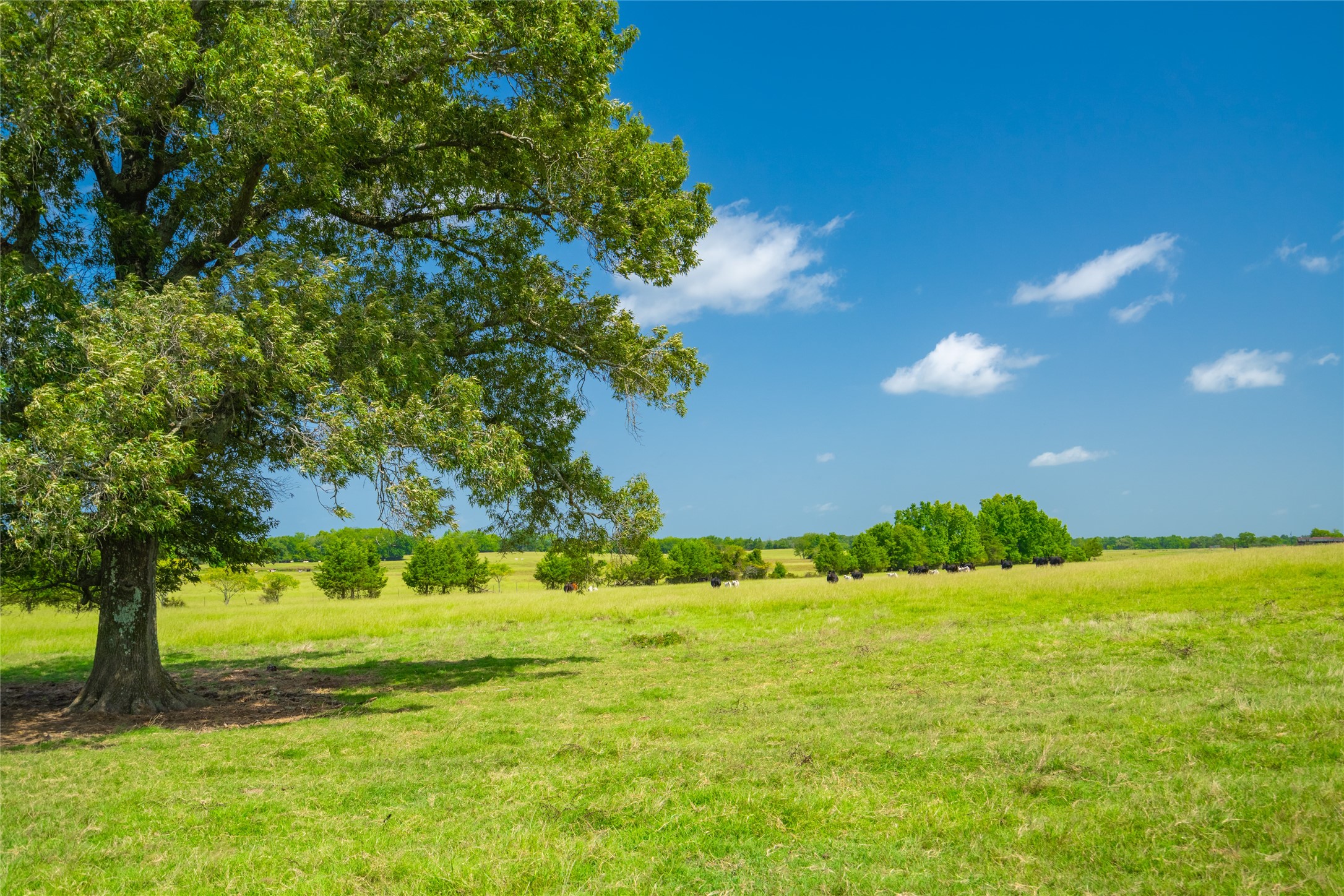 1145 N Highway 144 Omaha TX 75571