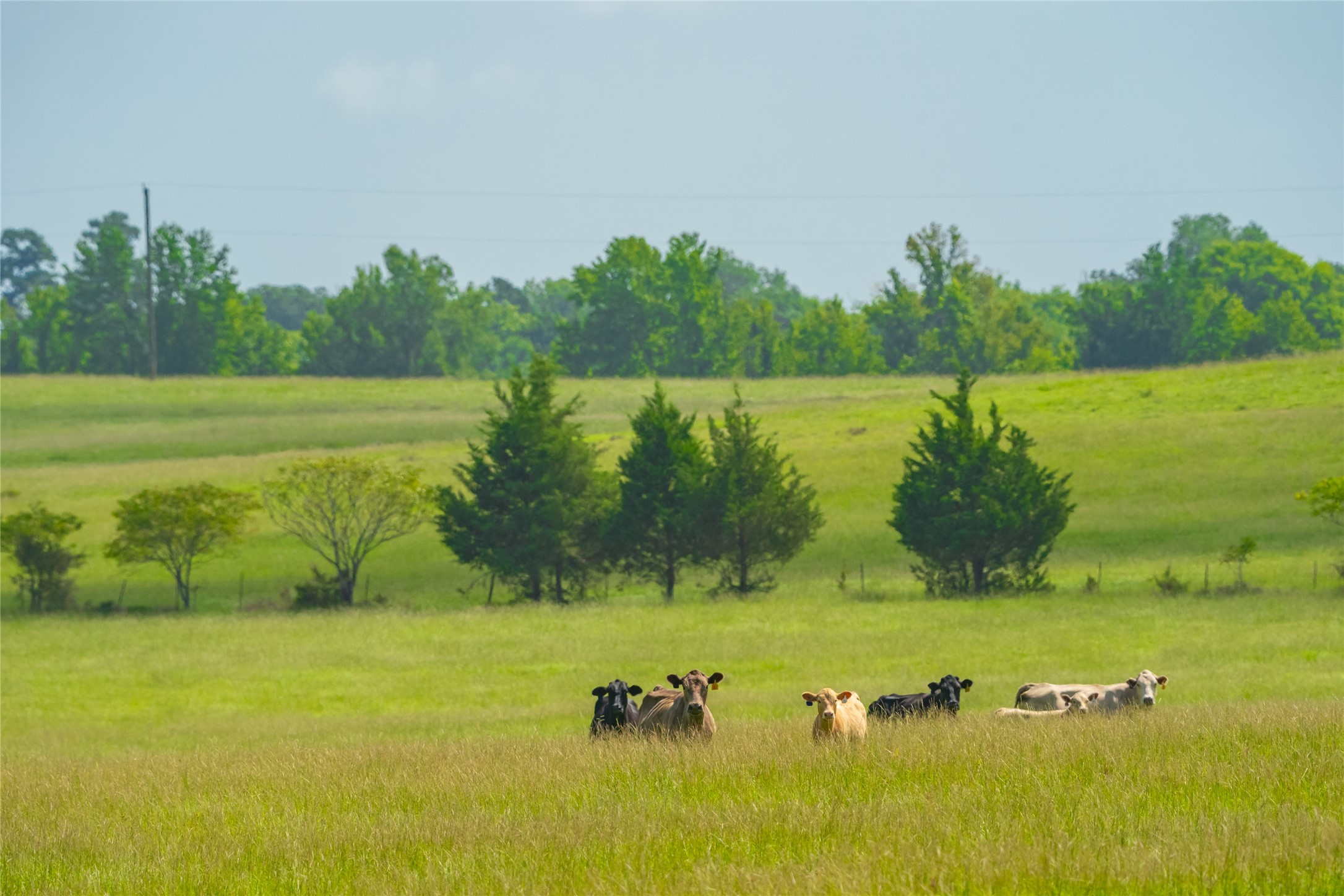 1145 N Highway 144 Omaha TX 75571