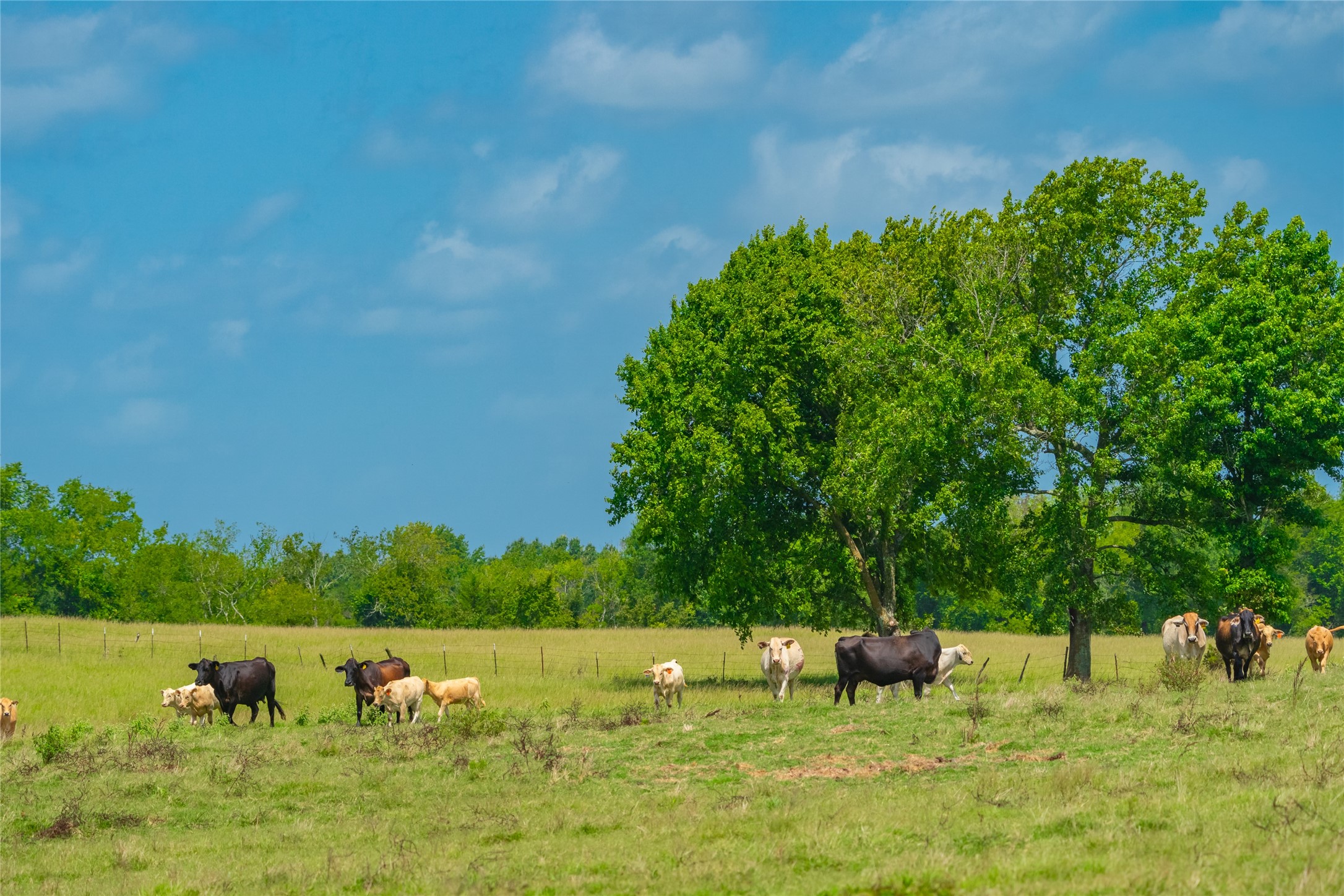 1145 N Highway 144 Omaha TX 75571