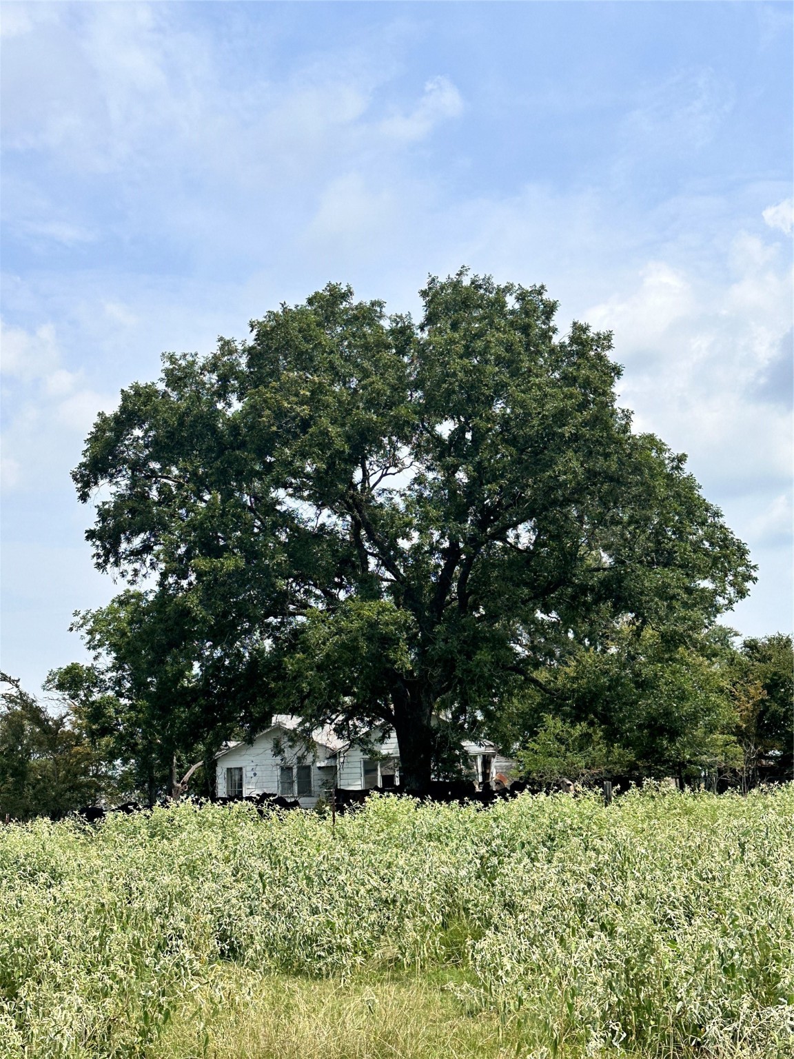 200 Vz Cr 2422 Mabank TX 75147