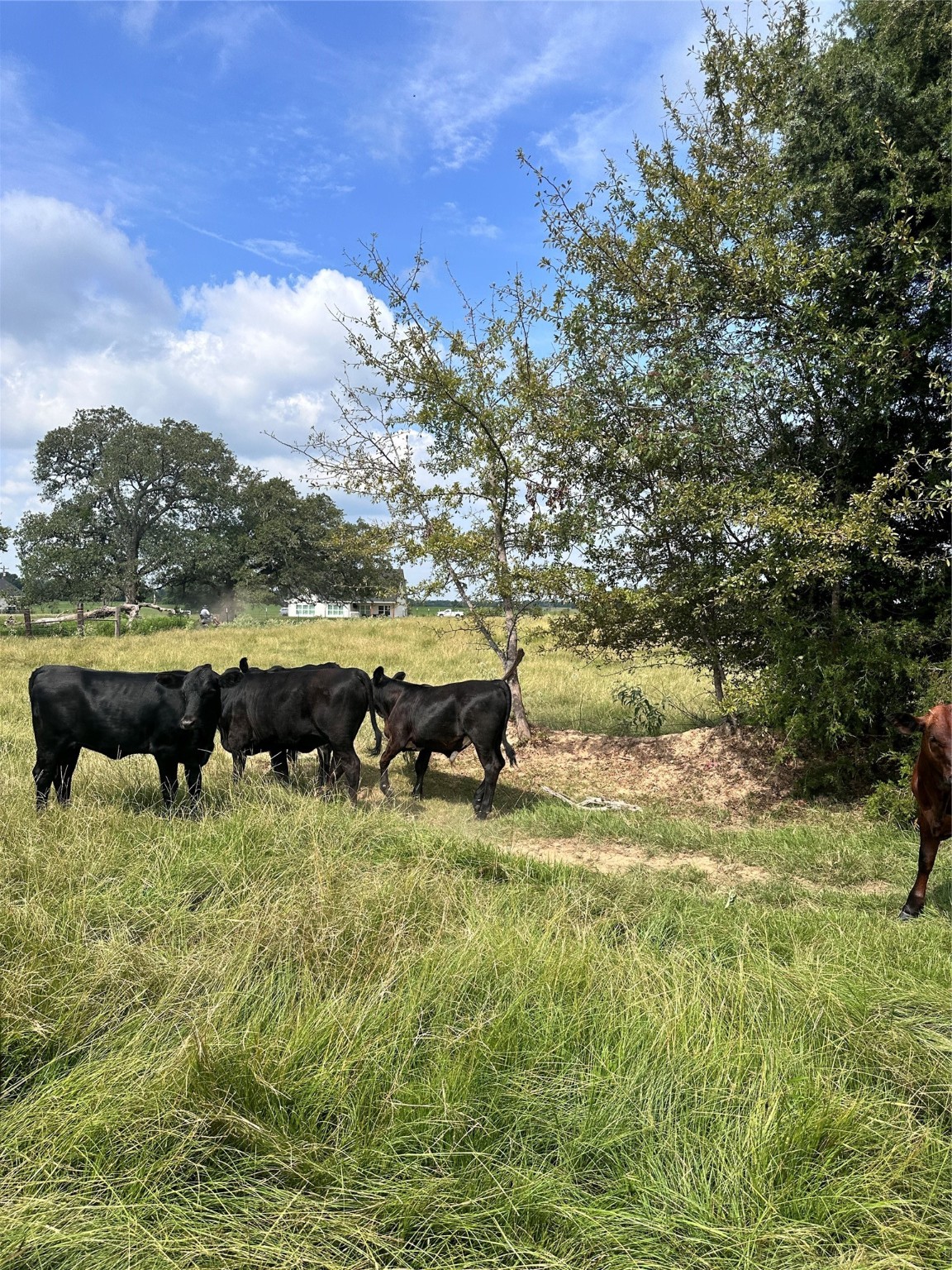 200 Vz Cr 2422 Mabank TX 75147