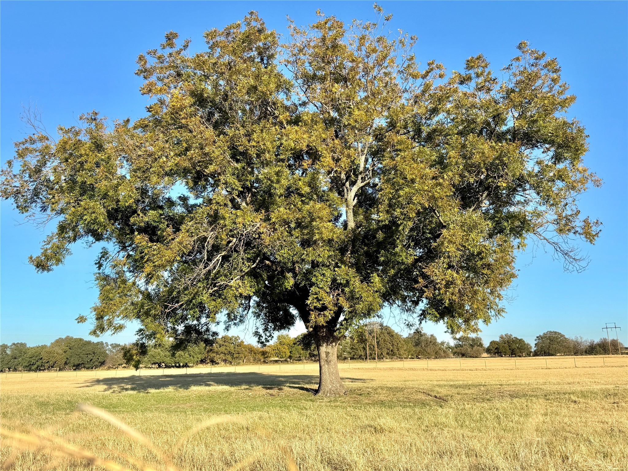 14114 Howard Lake Court Lipan TX 76462