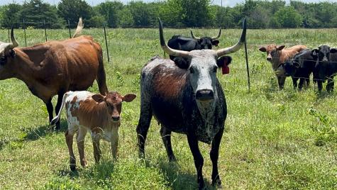 901 Fm 499 Cumby TX 75443