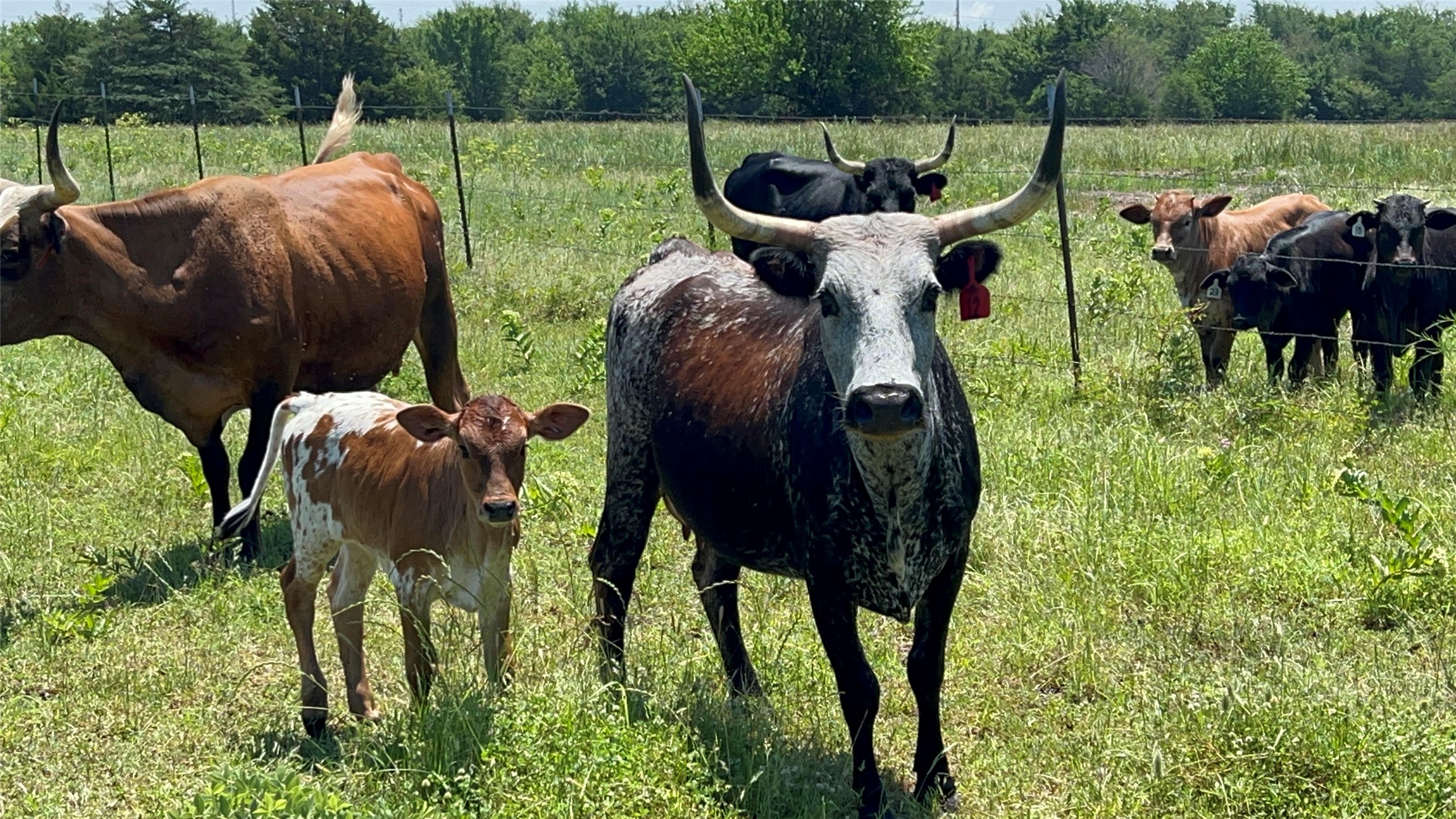 901 Fm 499 Cumby TX 75443