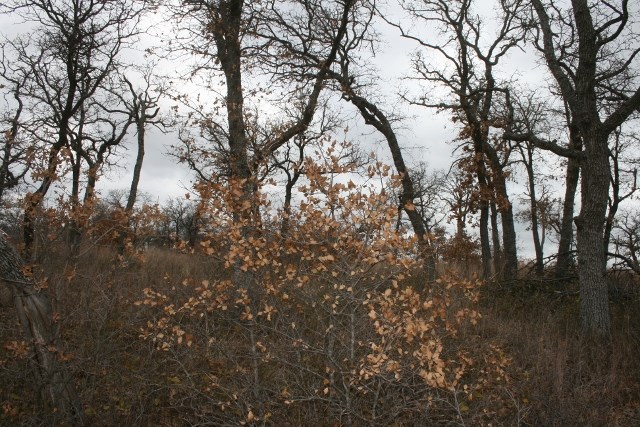 D69 Hensley Road Gordon TX 76453