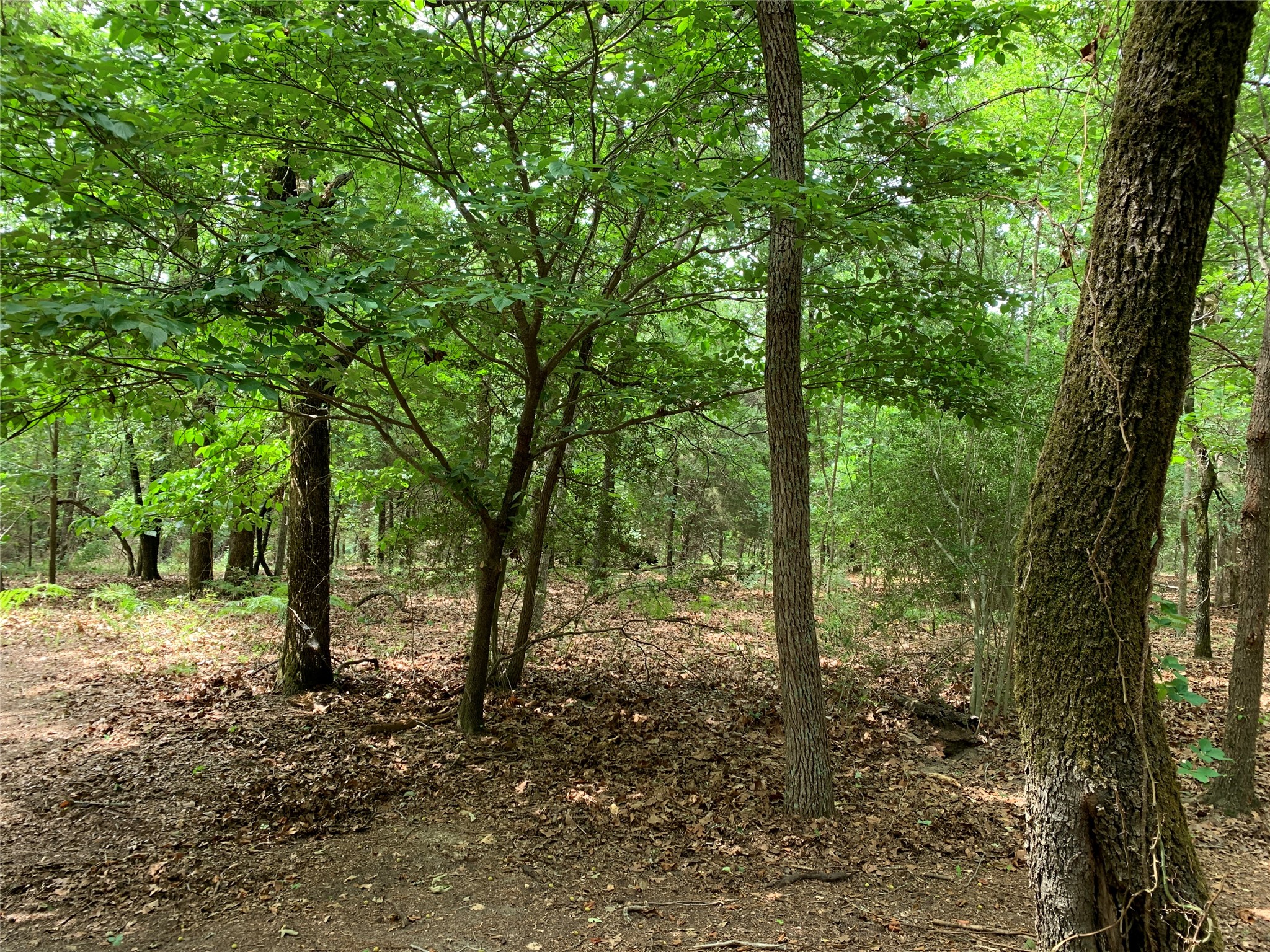 Tbd County Road 3711 Athens TX 75752
