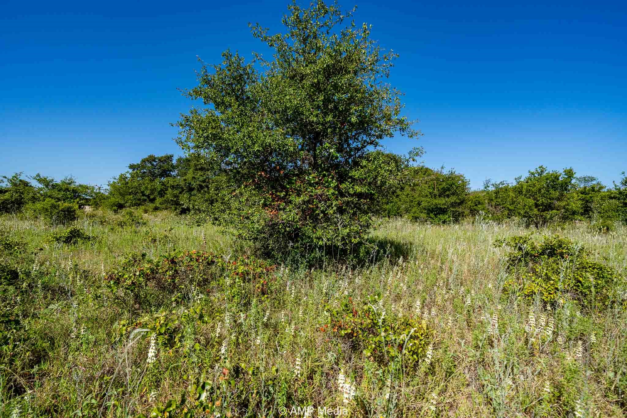 9999 County Road 240 Rising Star TX 76471