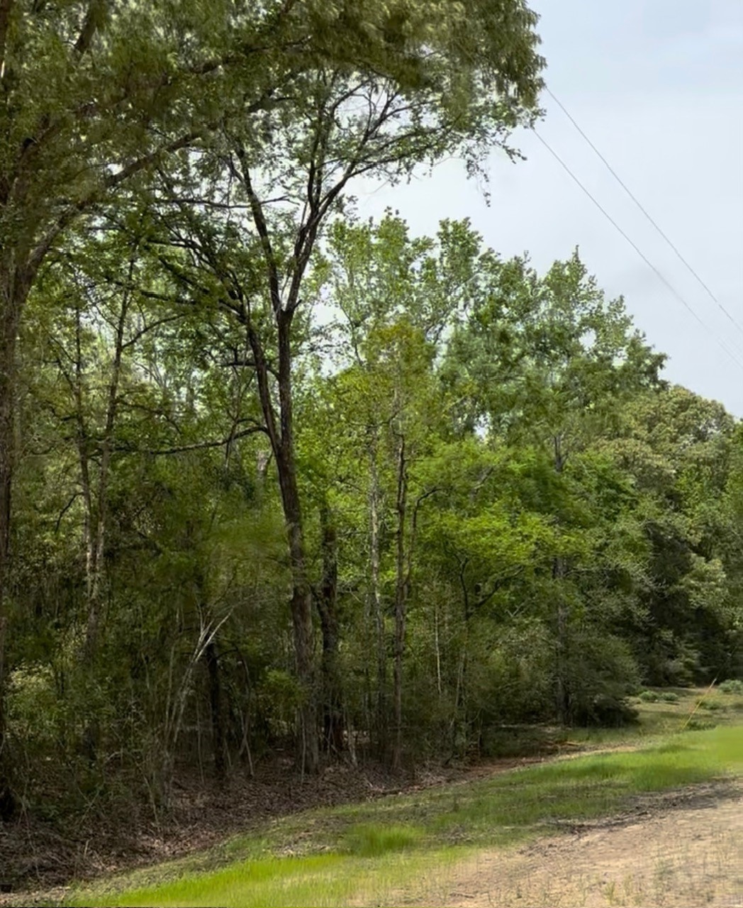 Tbd 007 County Road 242 Oakwood TX 75855