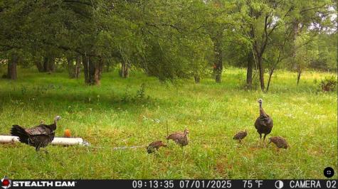 Tbd Coalville Road Gordon TX 76453