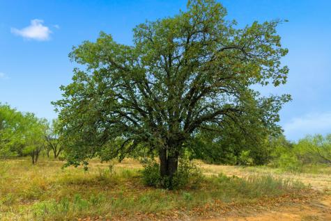 Tbd Highway 16 N Graham TX 76450
