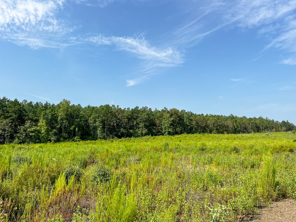 1 County Road 3725 Colmesneil TX 75938