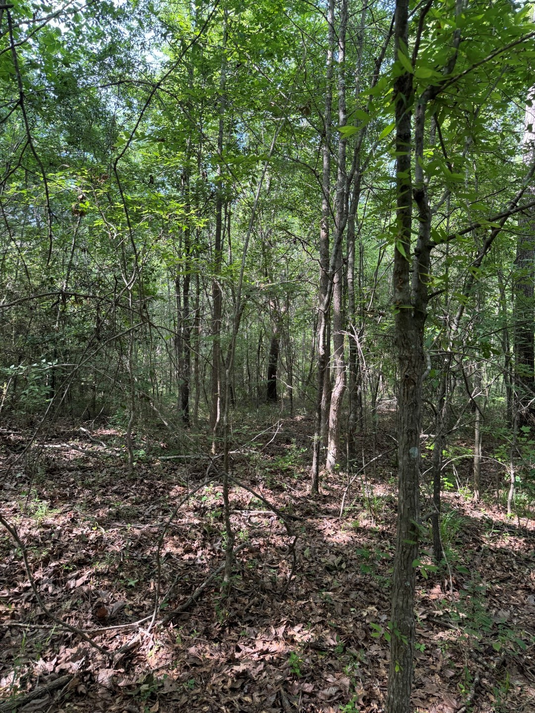 Tbd Highway 259 Diana TX 75640