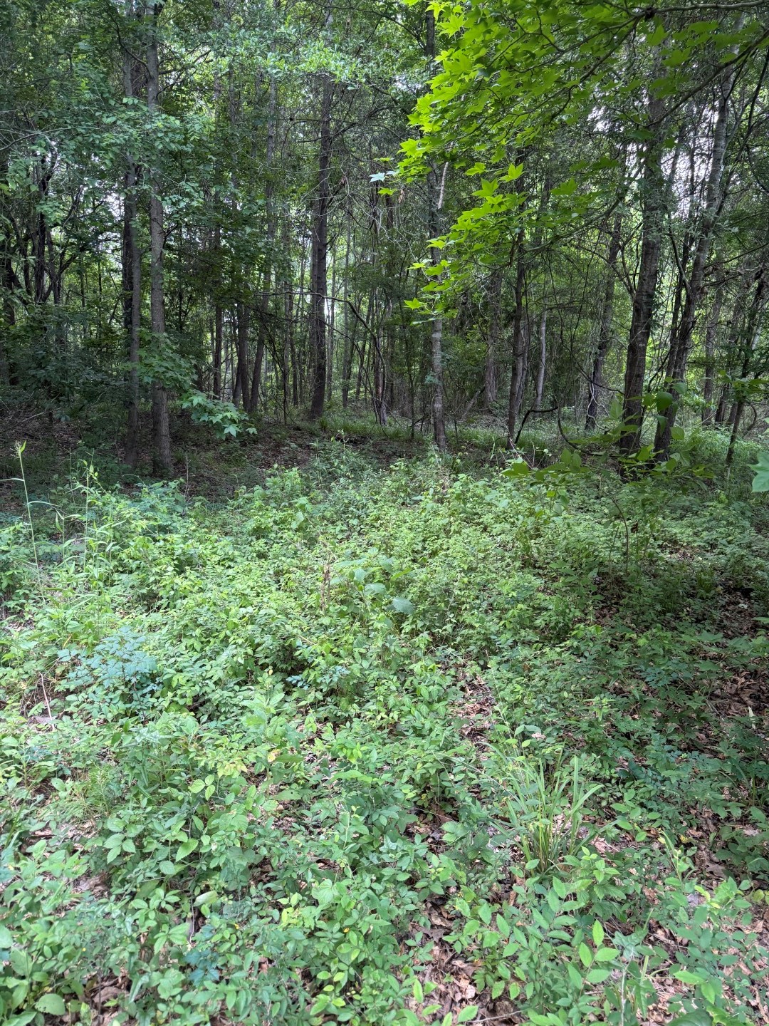 Tbd Highway 259 Diana TX 75640