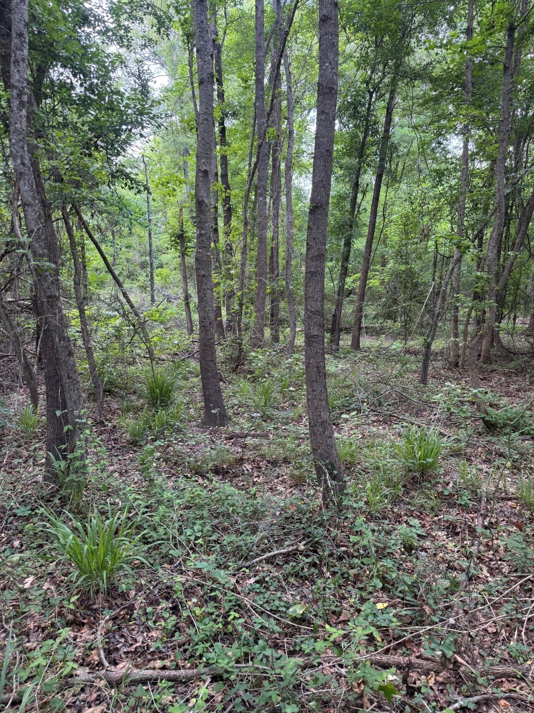 Tbd Highway 259 Diana TX 75640