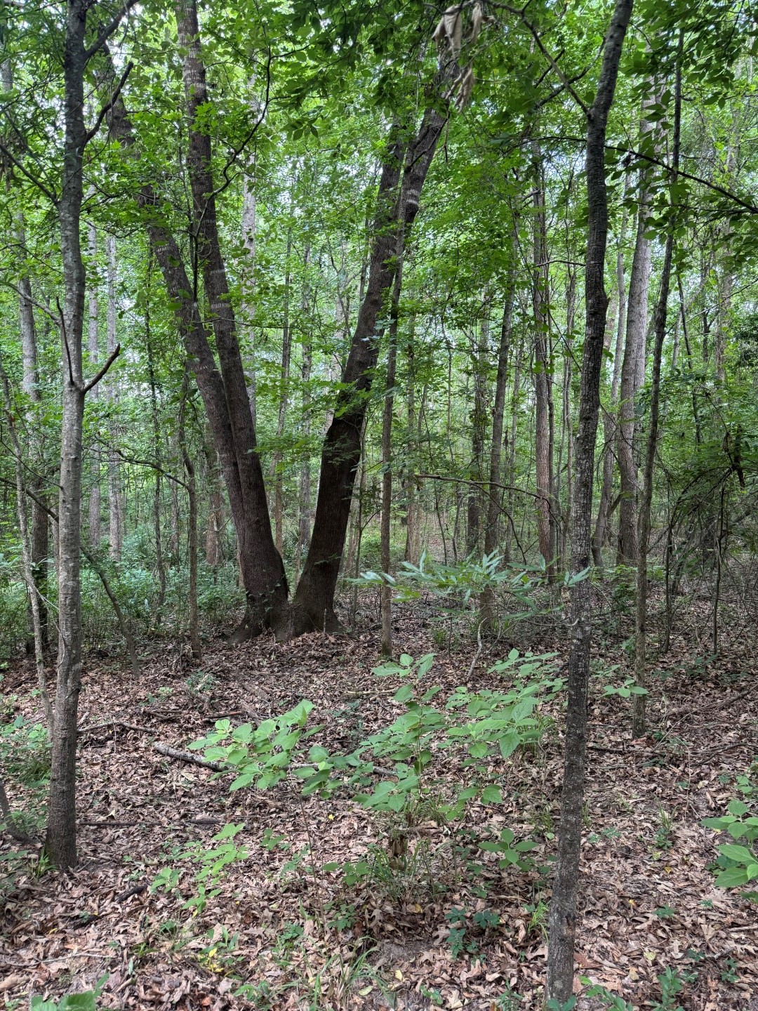 Tbd Highway 259 Diana TX 75640