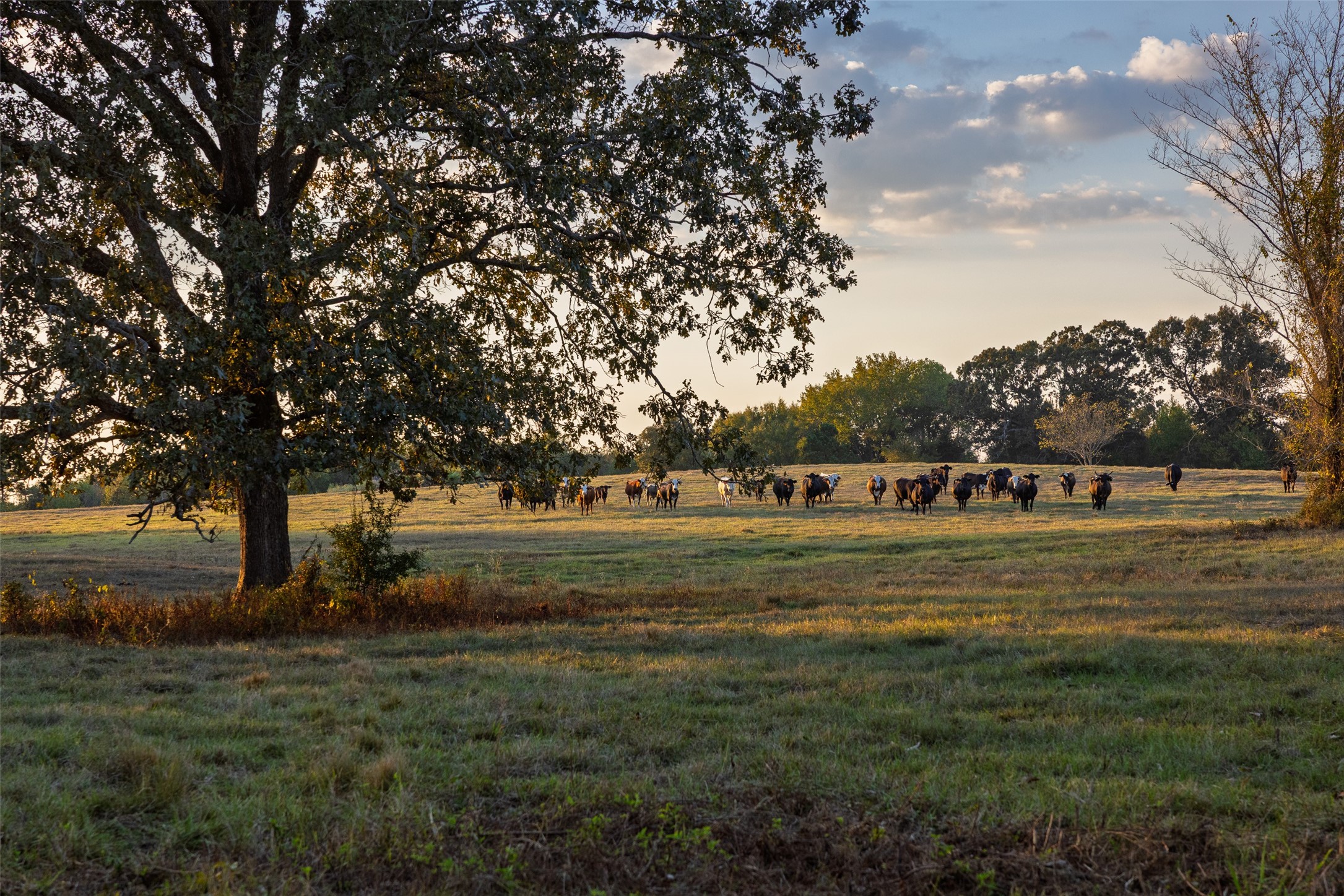 973 County Road 2572 Center TX 75935