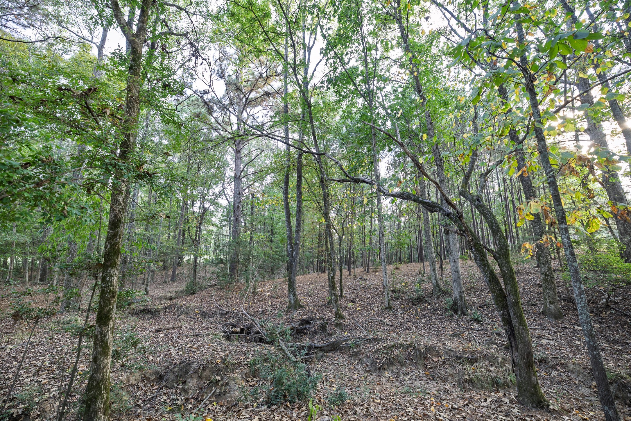 973 County Road 2572 Center TX 75935