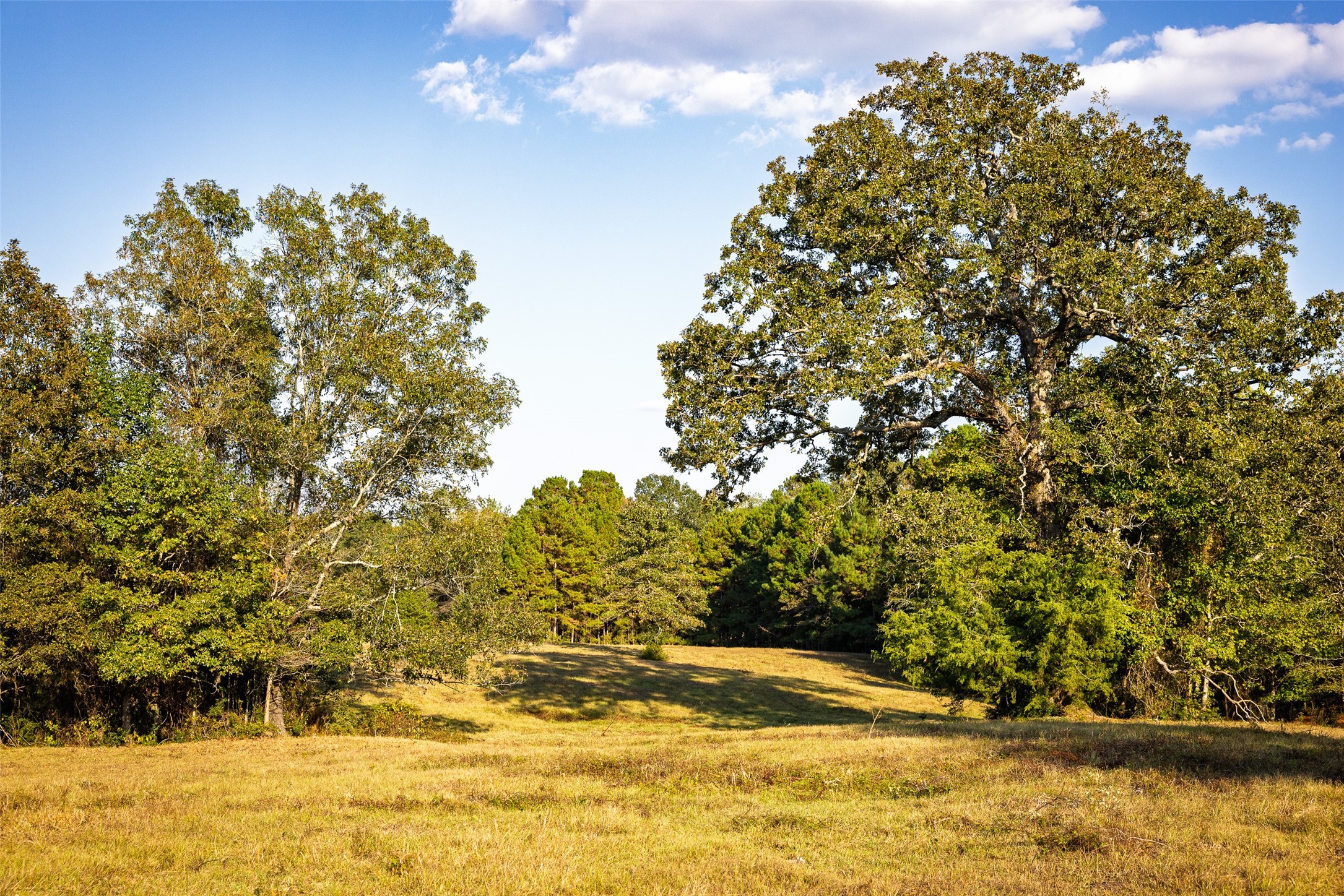 973 County Road 2572 Center TX 75935