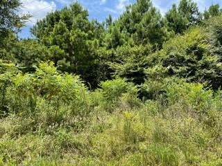 Lot 6 Fm 556 Pittsburg TX 75686