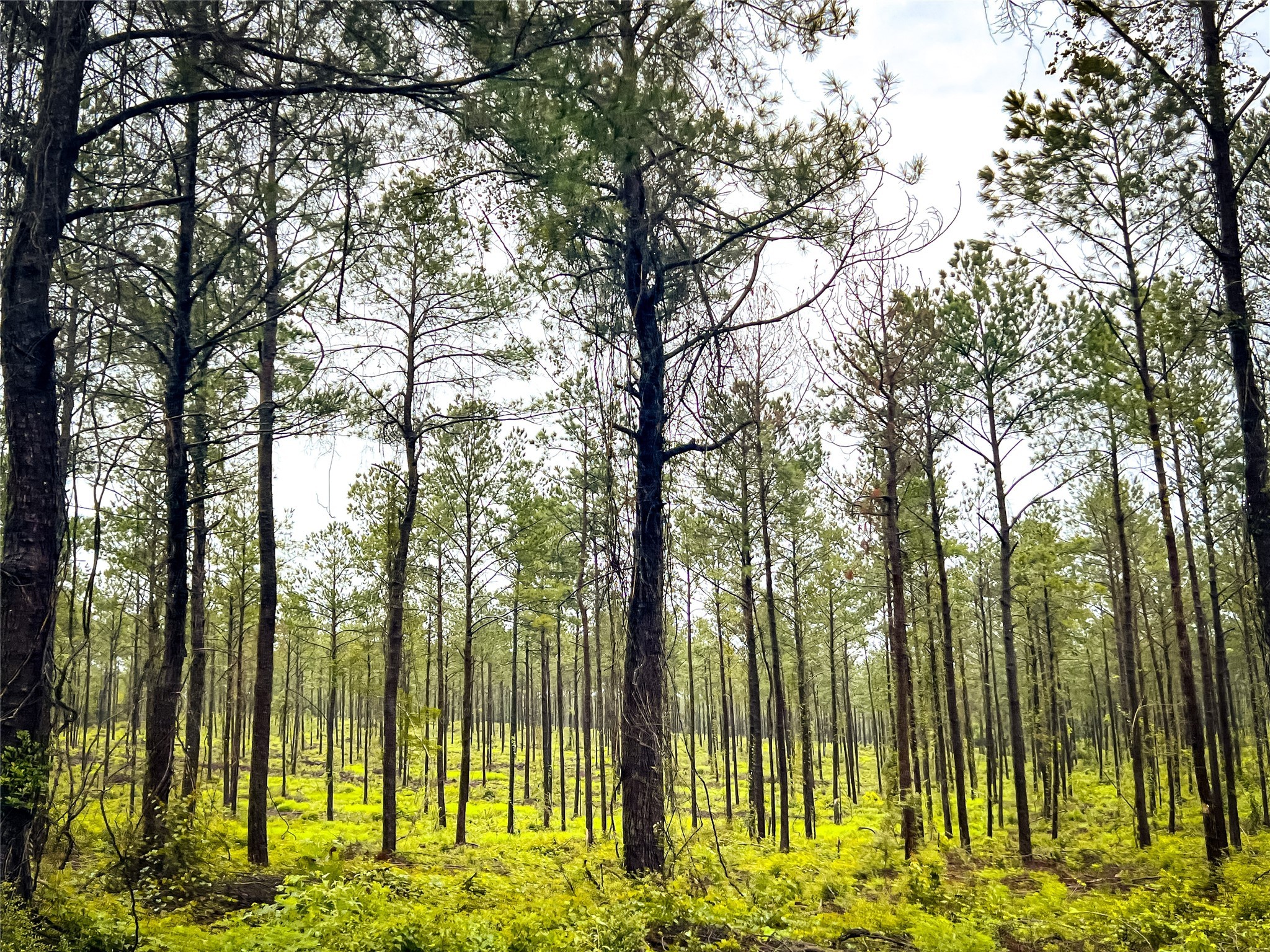 1 Cr 257 Jasper TX 75951