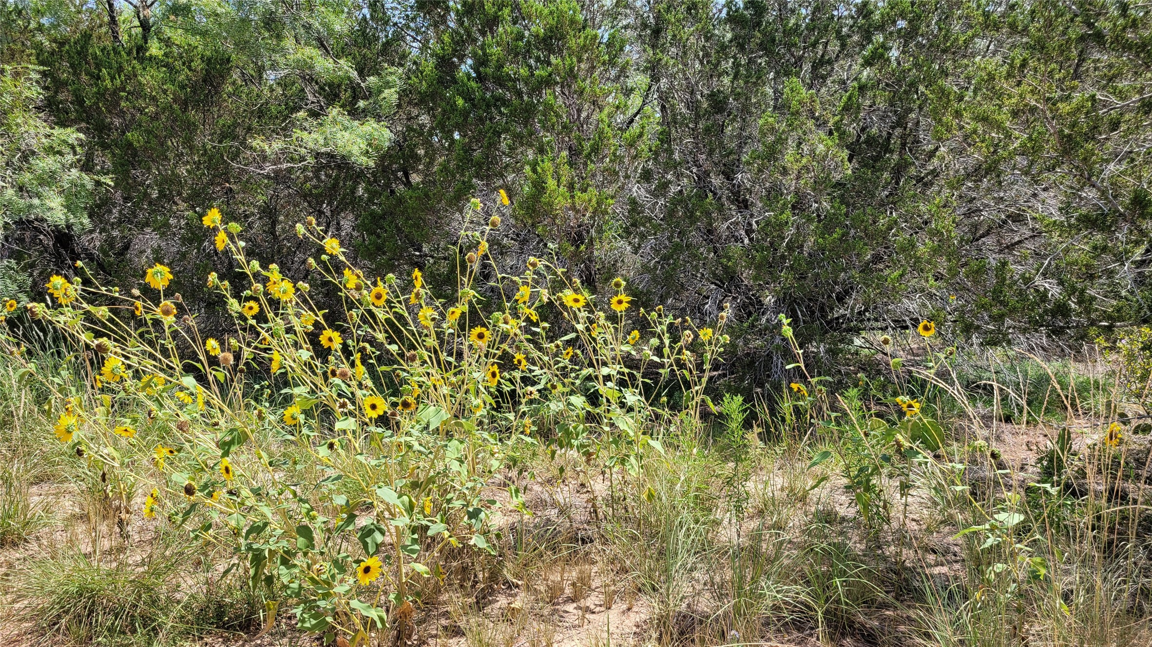 Tbd Cr 139 Bangs TX 76823