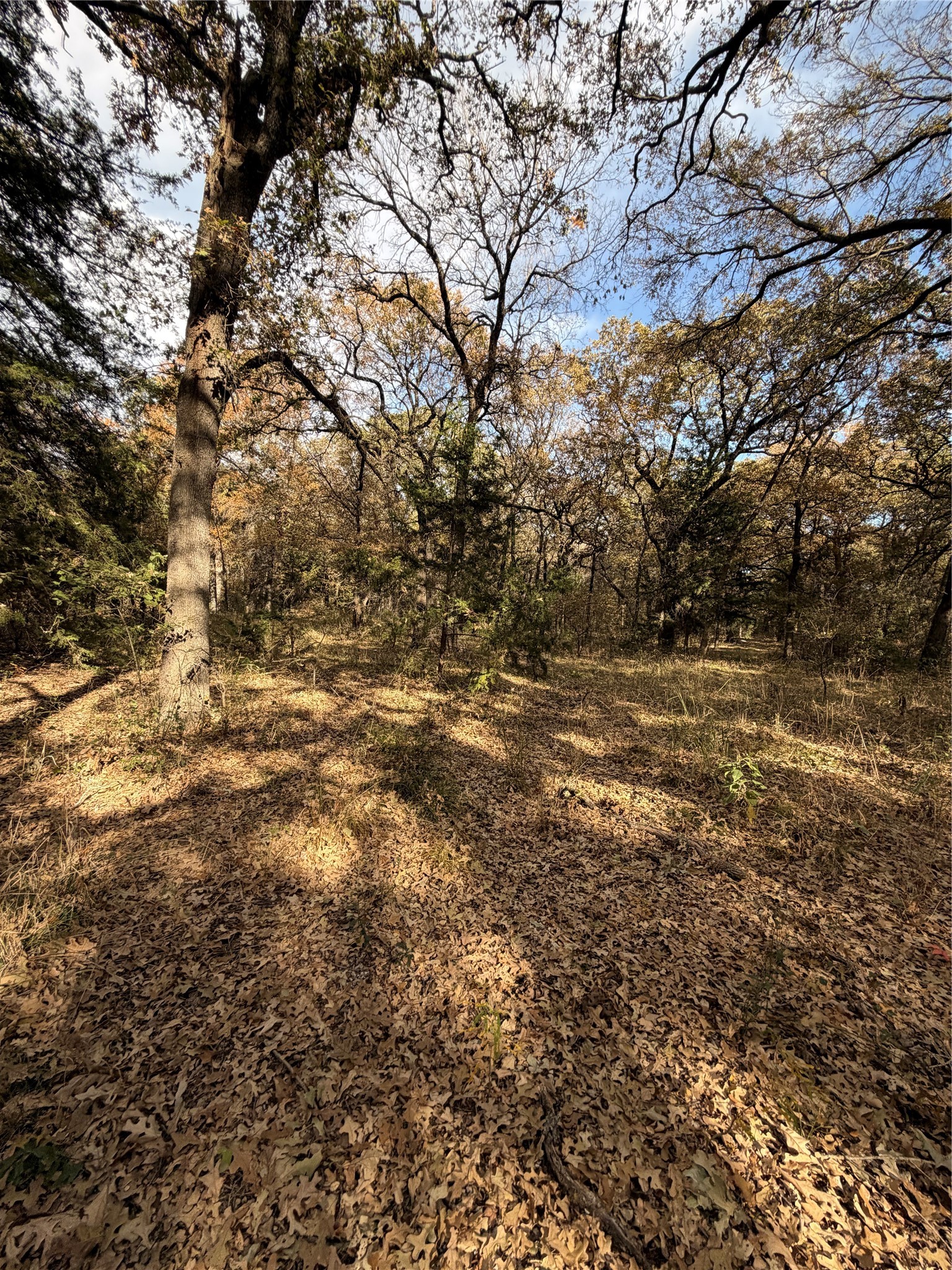 Tbd Fm 1655 Chico TX 76431