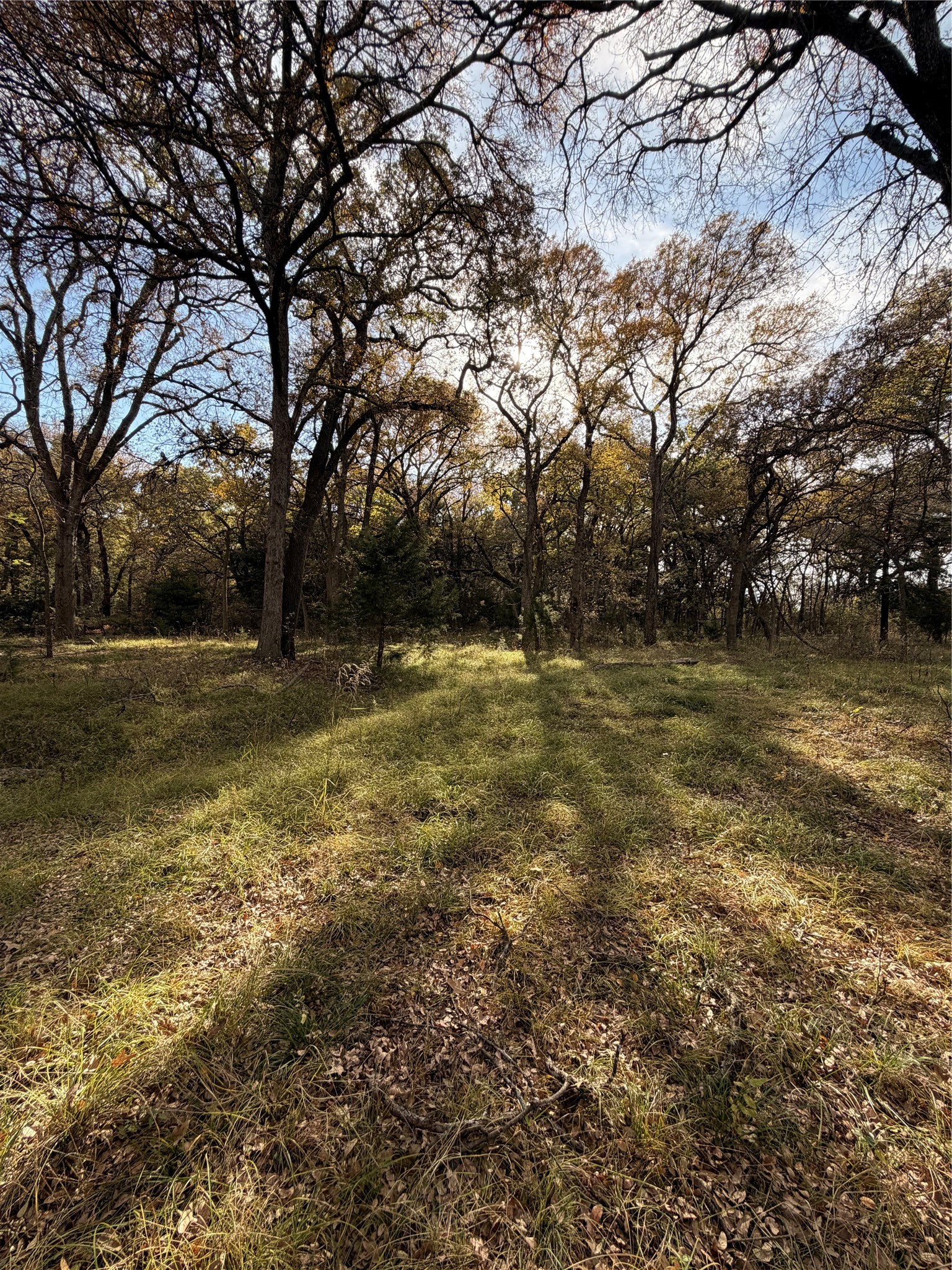 Tbd Fm 1655 Chico TX 76431